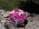 gallery/small/0 (47)-Gardeners-Hailey-Idaho.jpg